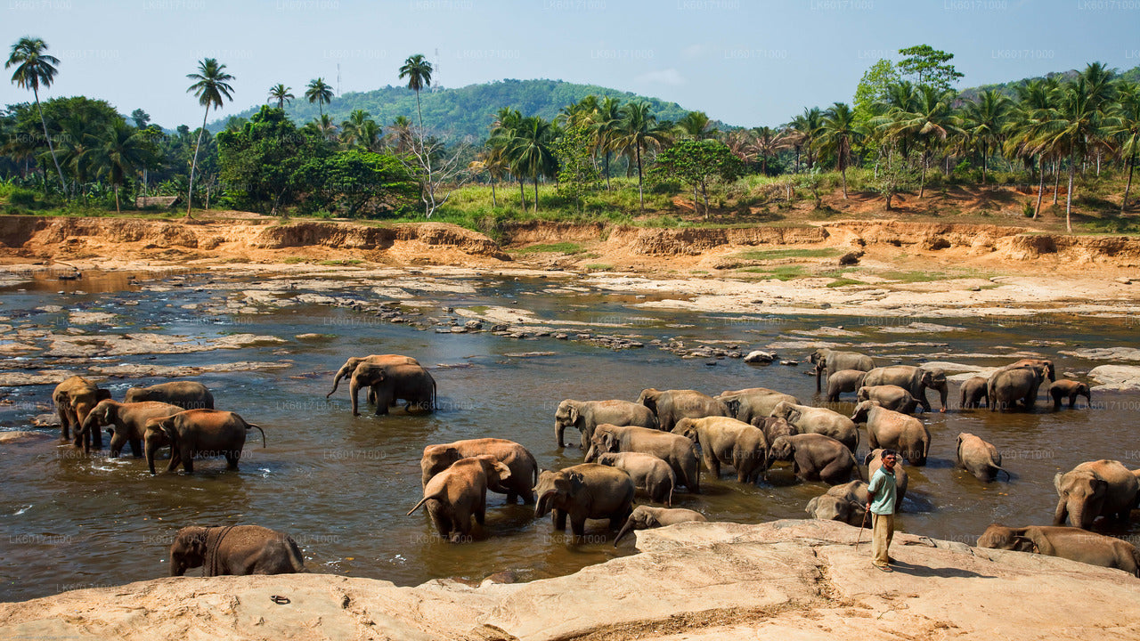 Pinnawala Elephant Orphanage from Kandy