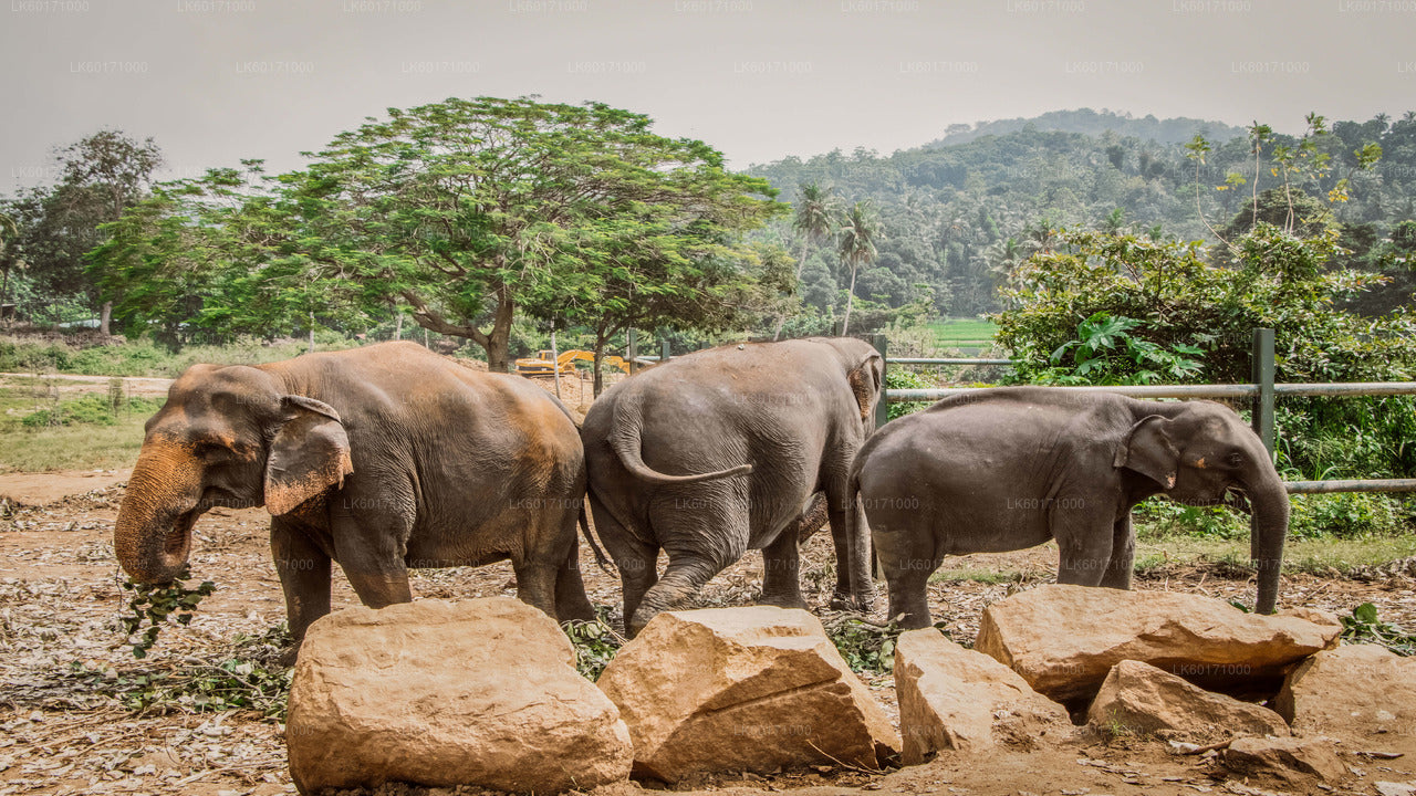 Pinnawala Elephant Orphanage from Kandy