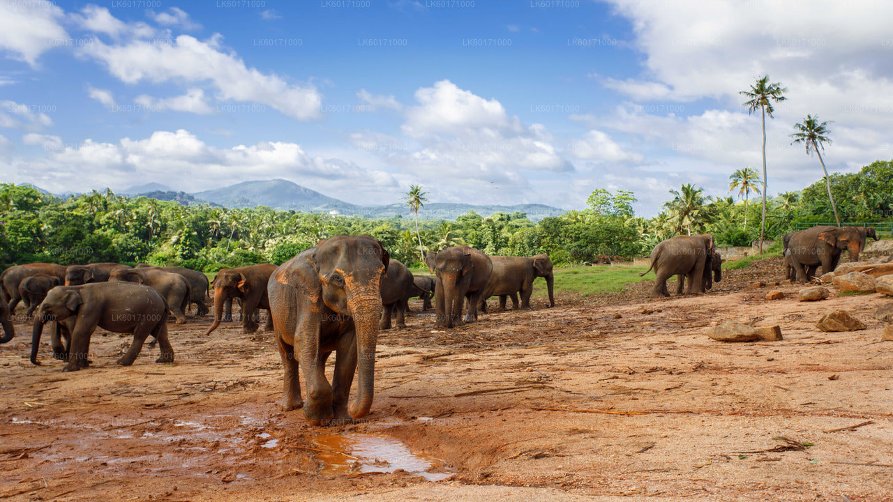 Pinnawala Elephant Orphanage from Kandy