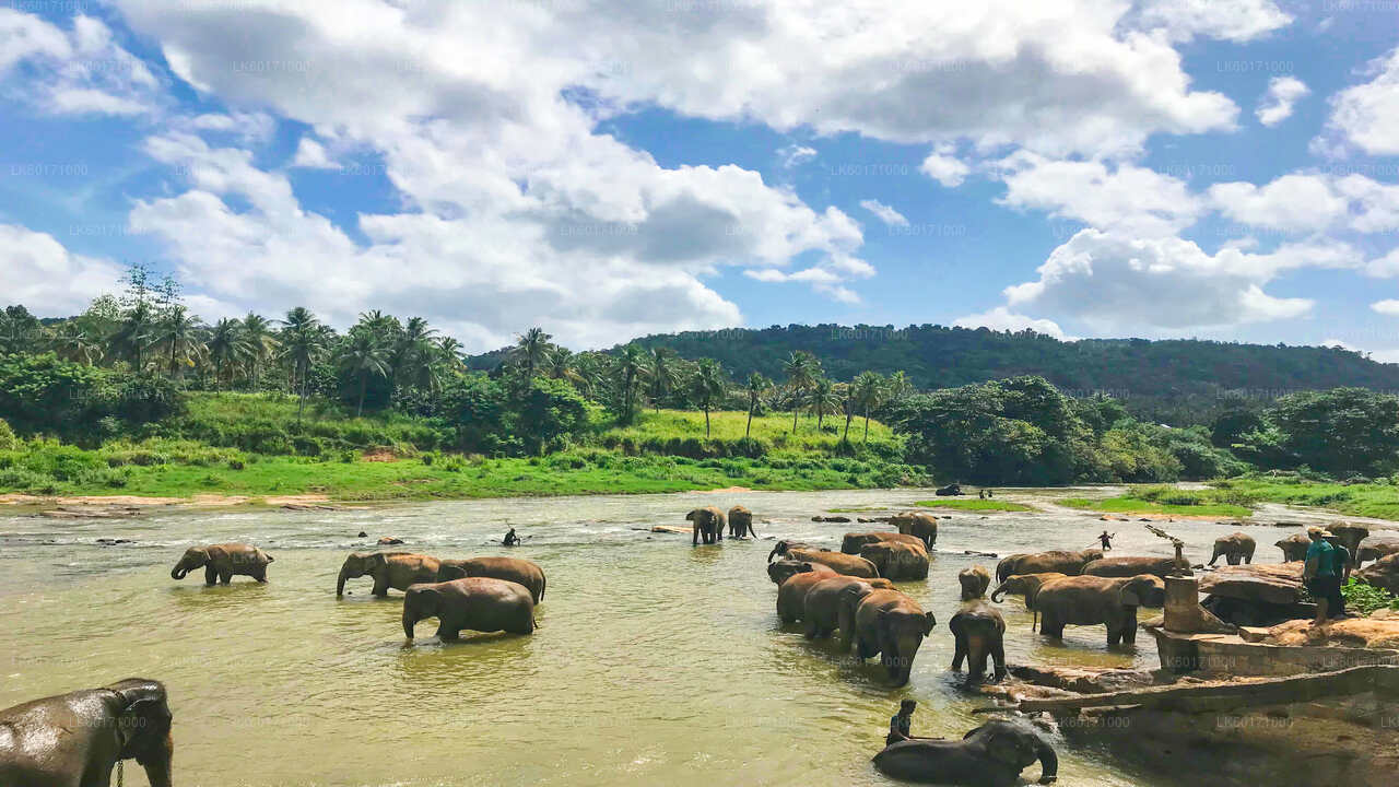 Pinnawala Elephant Orphanage from Kandy