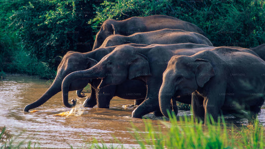 Safari nel Parco Nazionale di Wasgamuwa da Kandy