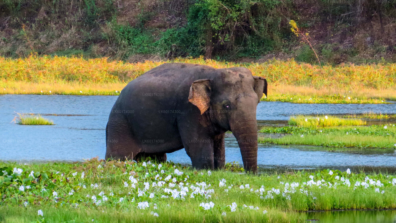 Safari nel Parco Nazionale di Wasgamuwa da Kandy