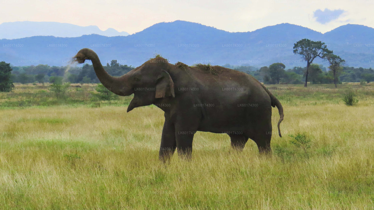 Safari nel Parco Nazionale di Wasgamuwa da Kandy