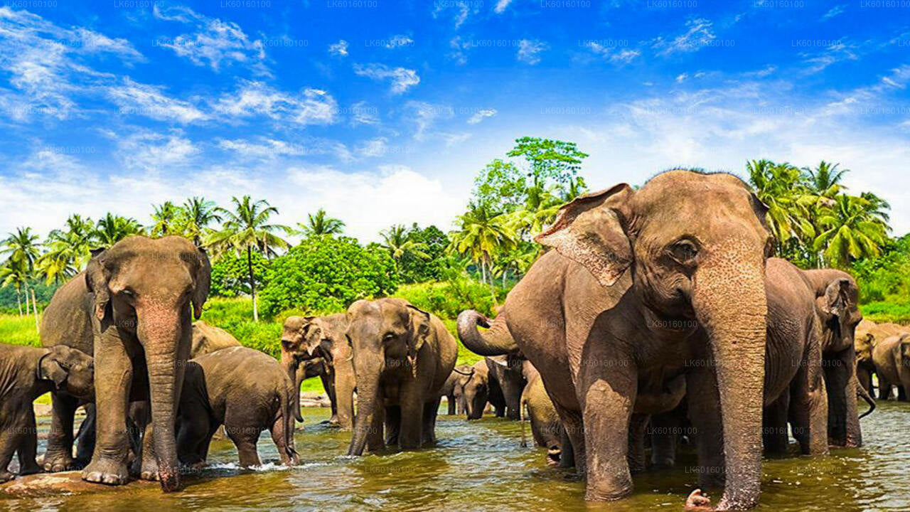 Tour di Pinnawala e Kandy da Colombo