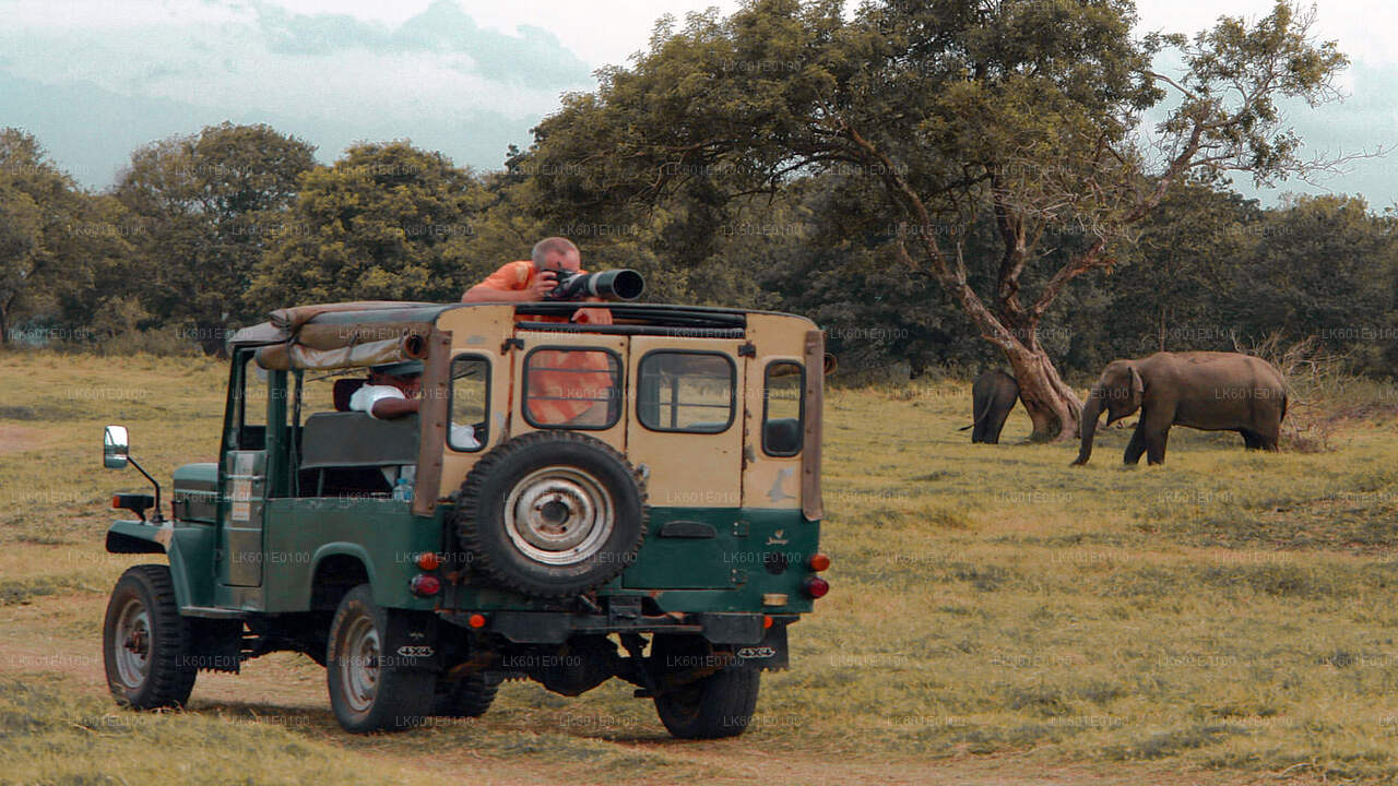 Safari nel parco nazionale di Udawalawe da Koggala