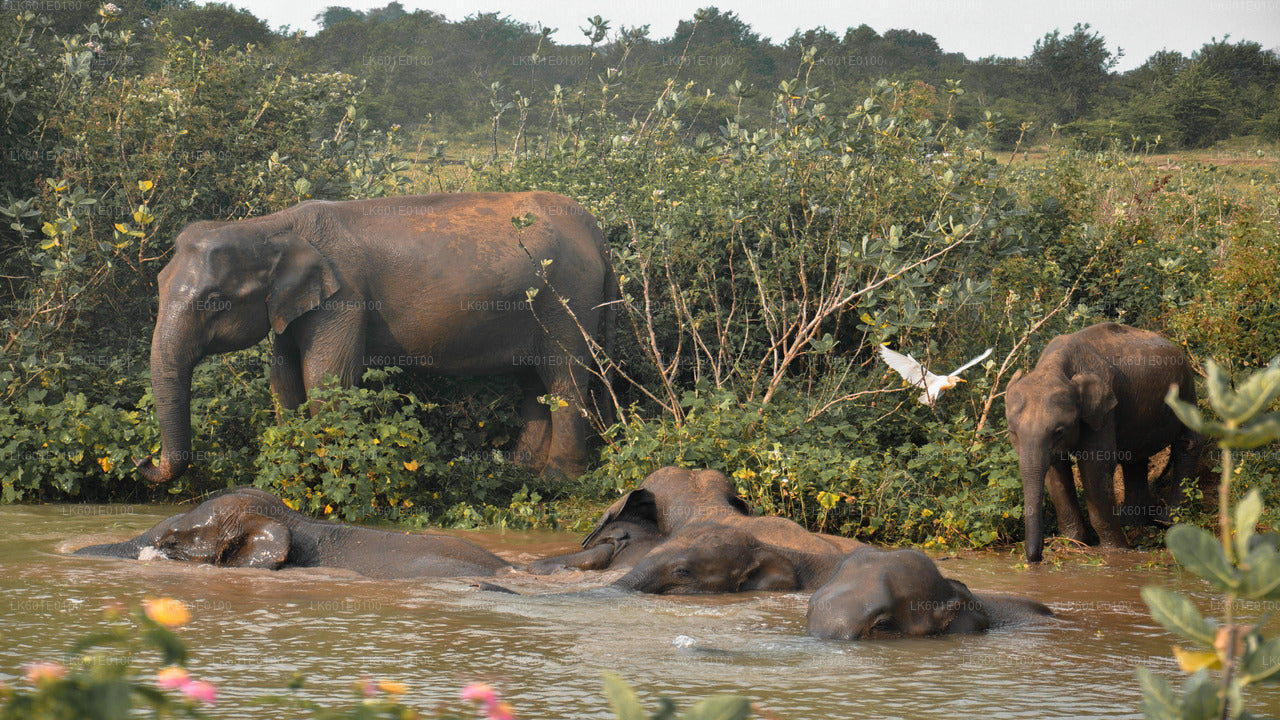Safari nel parco nazionale di Udawalawe da Koggala
