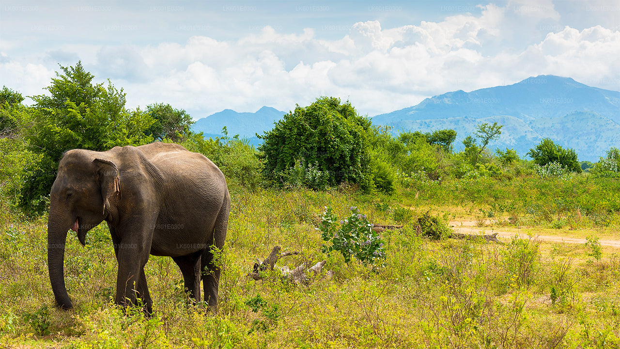 Safari nel Parco Nazionale di Bundala da Koggala