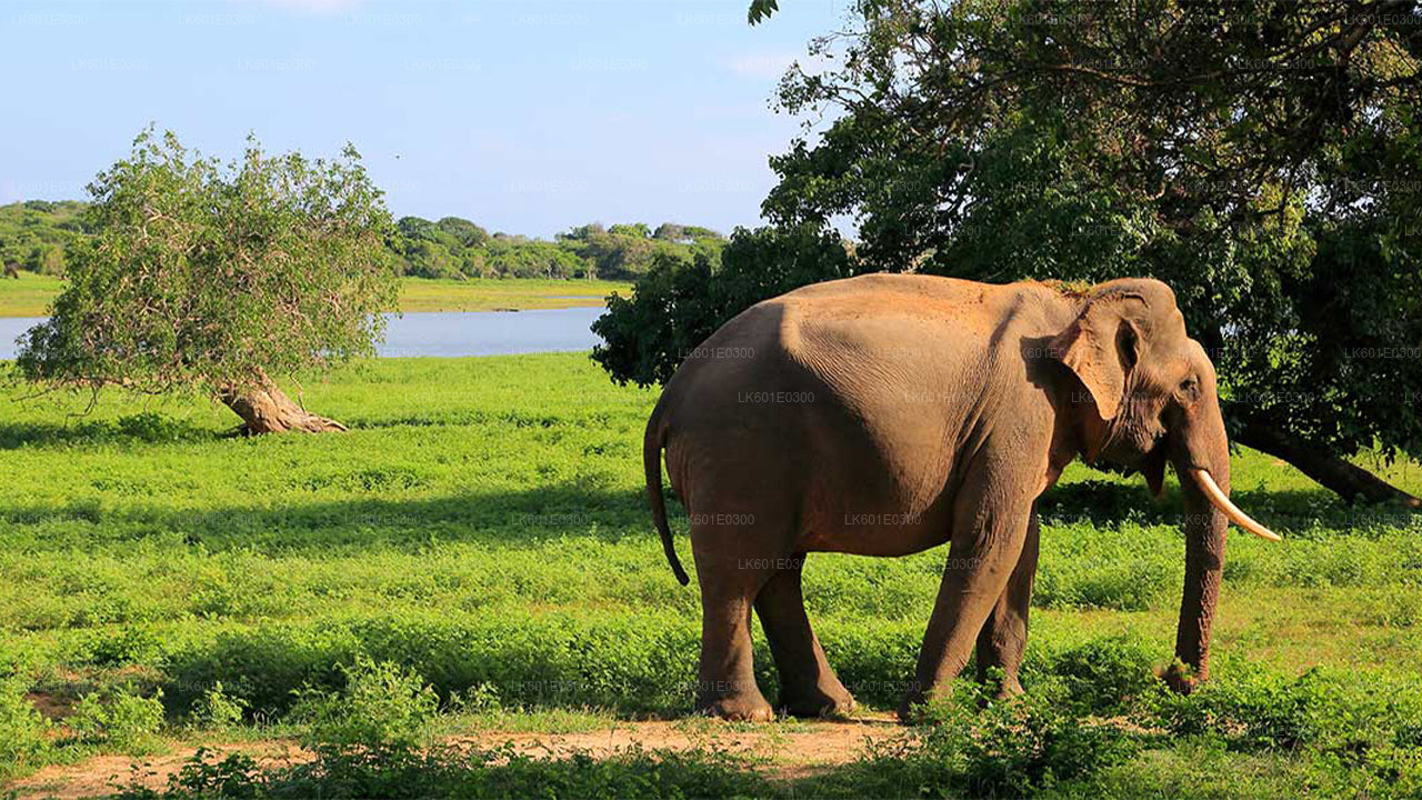 Safari nel Parco Nazionale di Bundala da Koggala