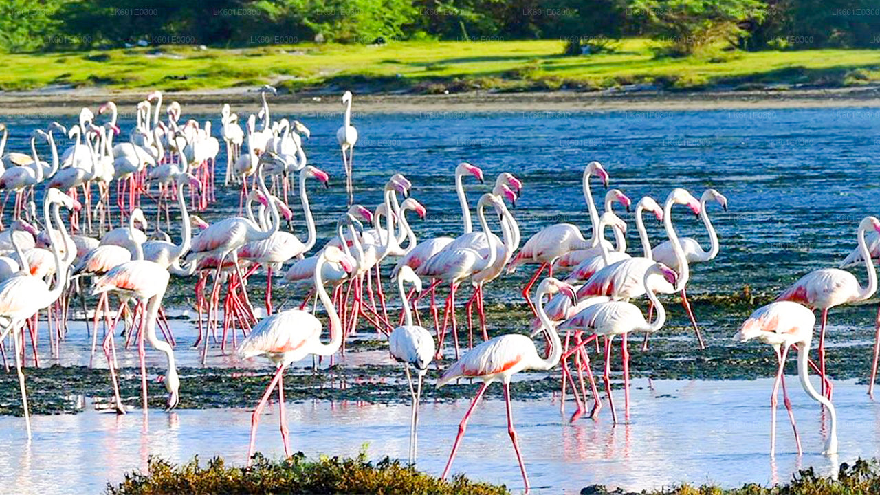 Safari nel Parco Nazionale di Bundala da Koggala