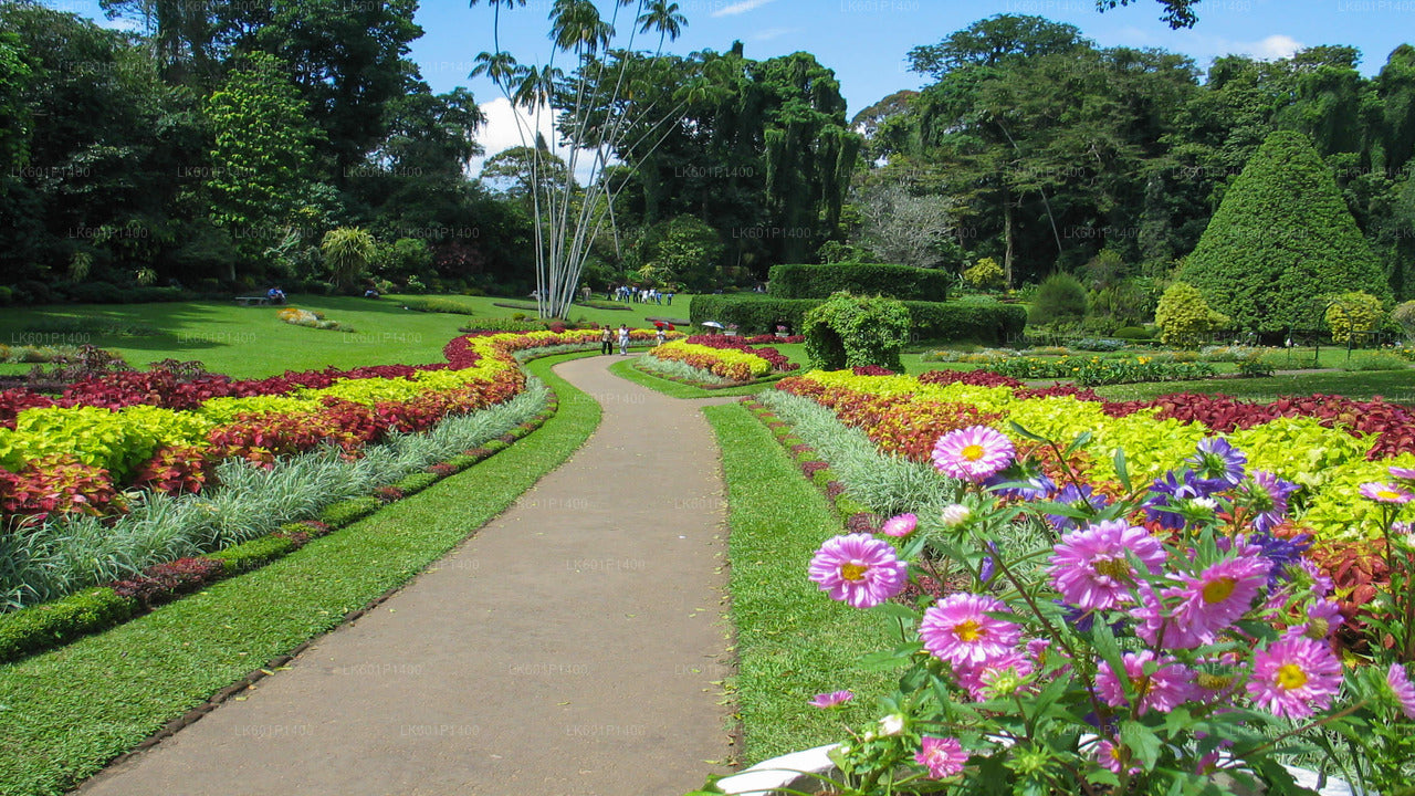 Kandy City Tour from Negombo