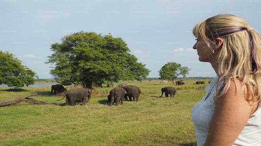 Safari tra Sigiriya Rock e Wild Elephant Elephant da Negombo