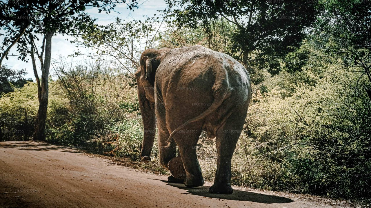 Safari tra Sigiriya Rock e Wild Elephant Elephant da Negombo