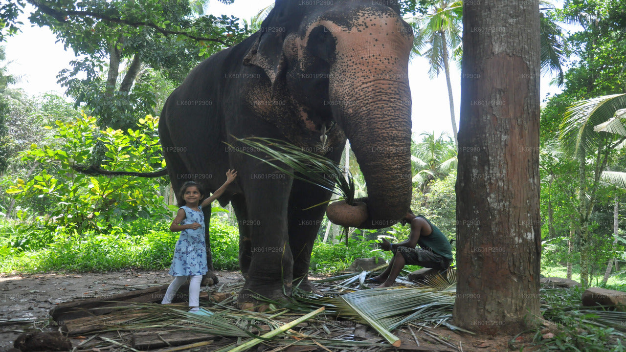 Millennium Elephant Foundation di Negombo