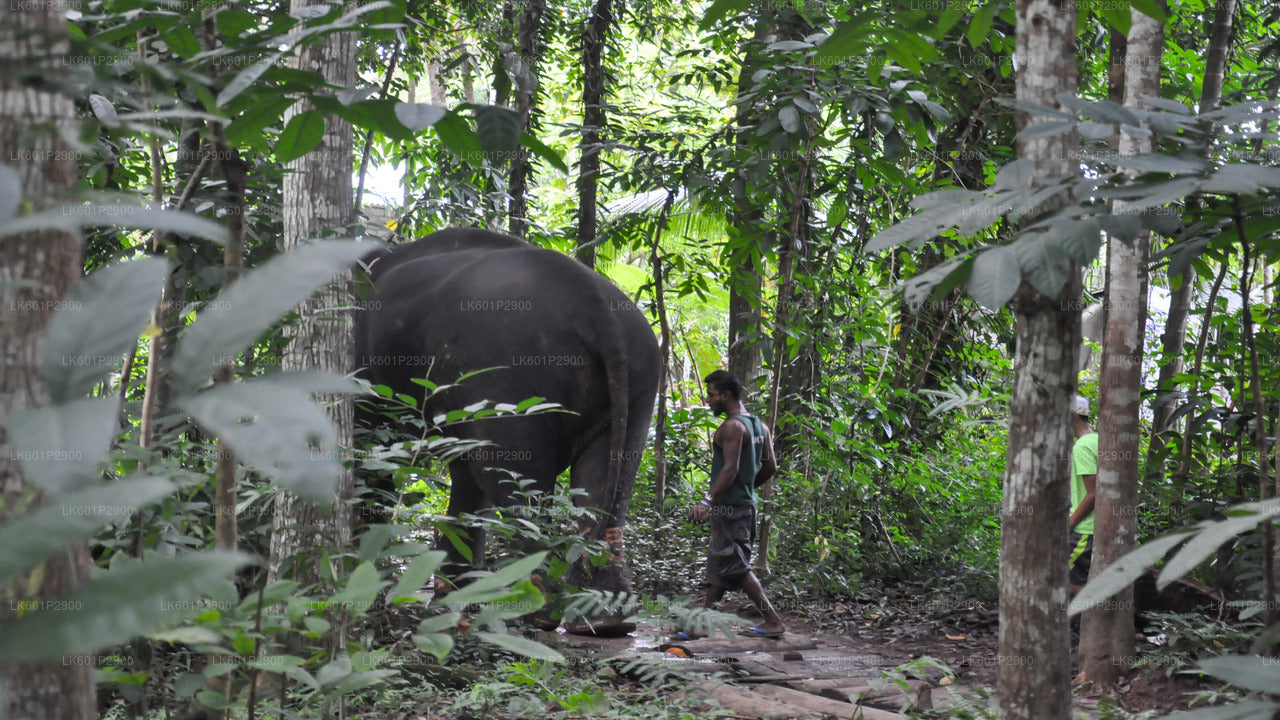 Millennium Elephant Foundation di Negombo