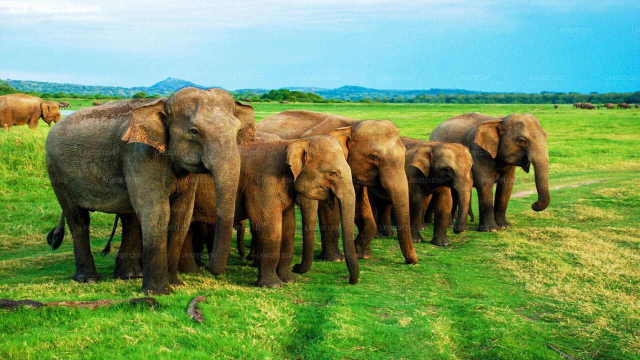 Safari alla Roccia di Sigiriya e all'elefante selvatico da Sigiriya