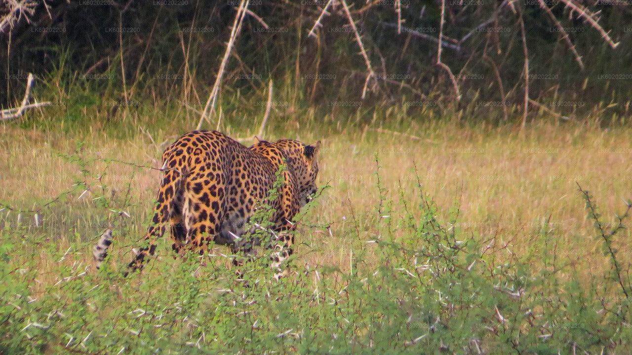 Safari nel Parco Nazionale Wilpattu da Sigiriya