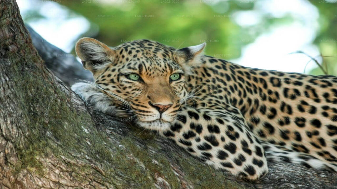 Safari nel Parco Nazionale di Yala da Tangalle