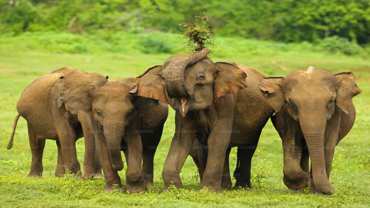 Safari nel Parco Nazionale Udawalawe da Dikwella