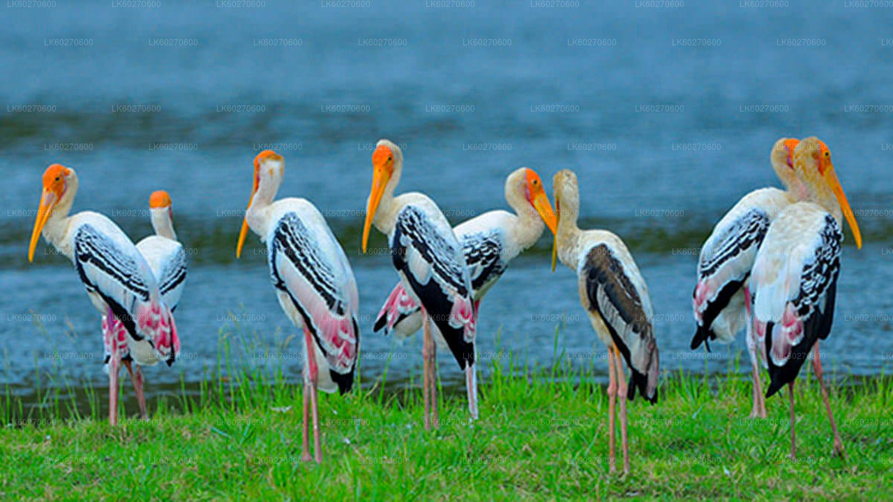 Bundala National Park Safari from Dikwella