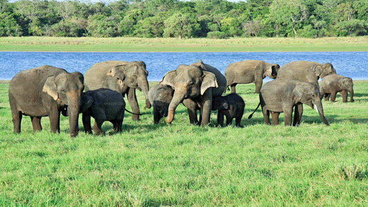 Safari nel Parco Nazionale Udawalawe da Hambantota