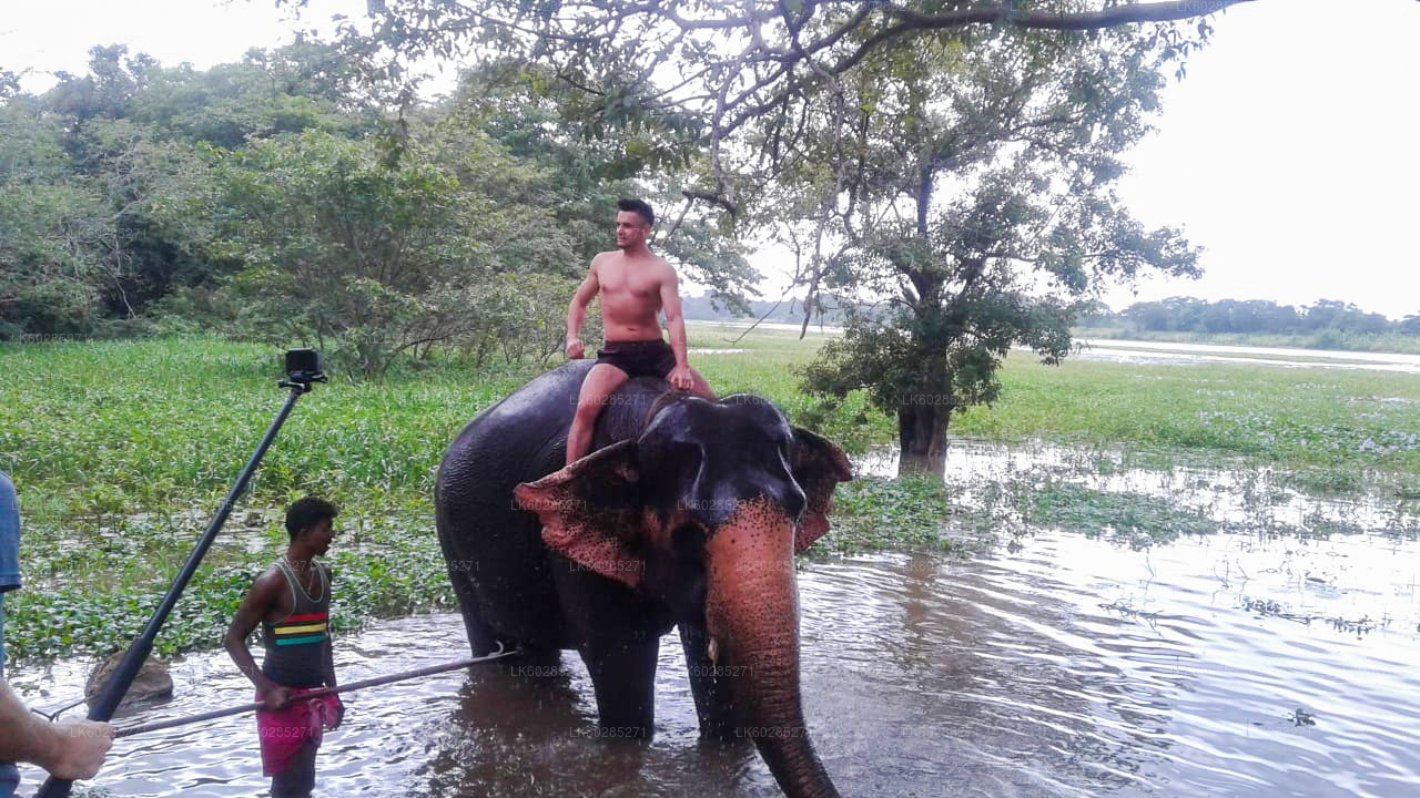 Safari a dorso di elefante da Habarana