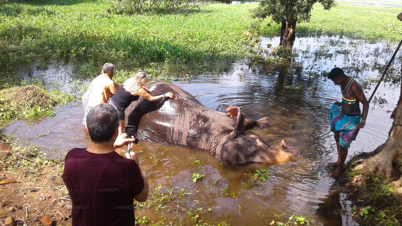 Safari a dorso di elefante da Habarana