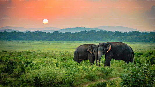 Safari nel parco nazionale di Udawalawe da Weligama