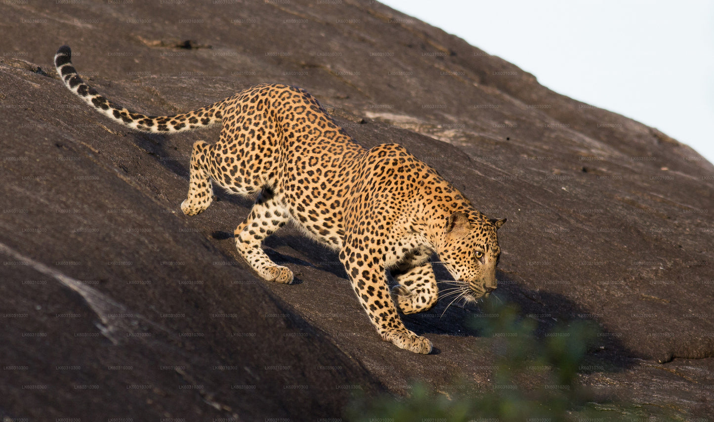 Yala National Park Safari from Ahangama