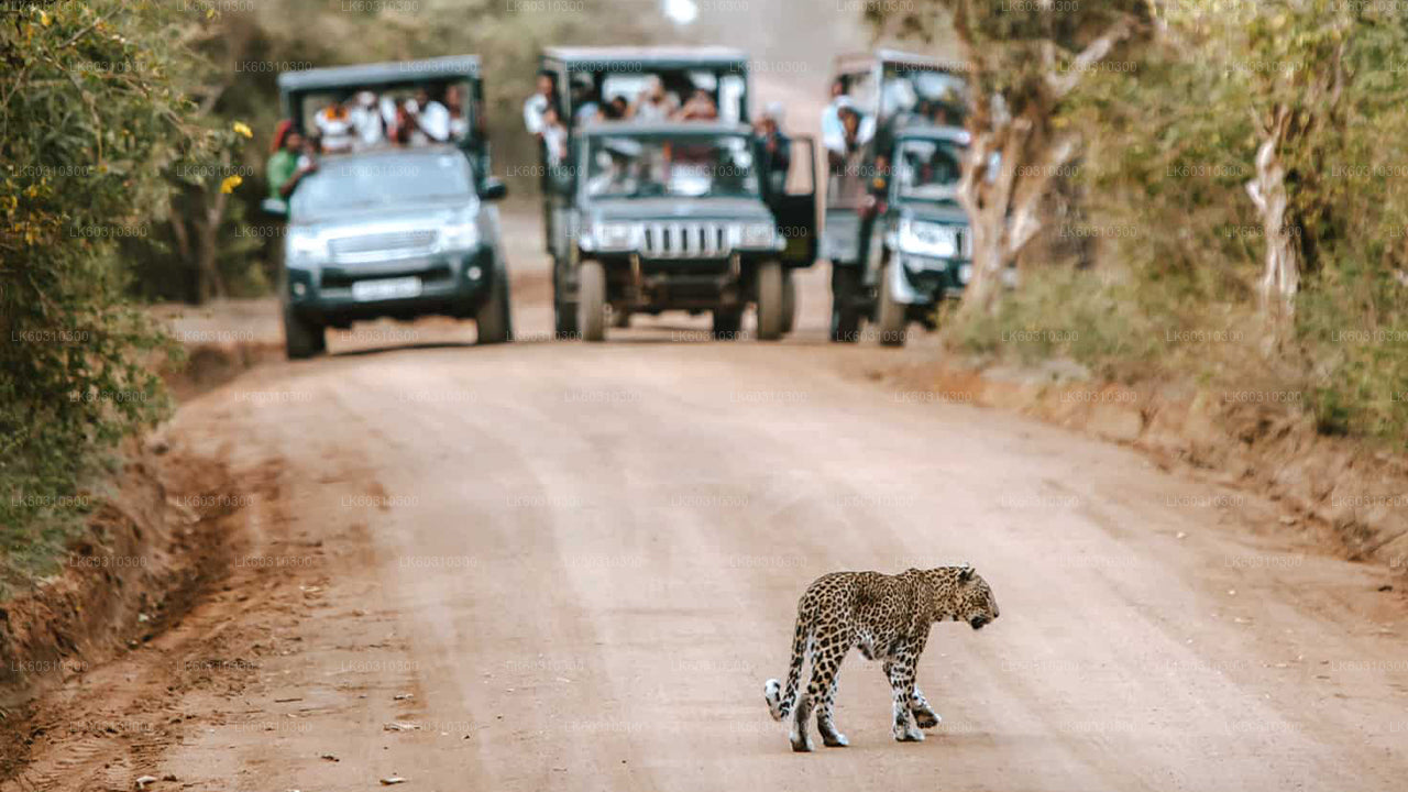 Safari nel Parco Nazionale di Yala da Tangalle