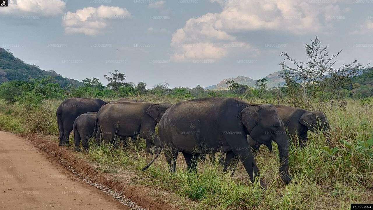 Safari privato all'Hurulu Eco Park da Habarana