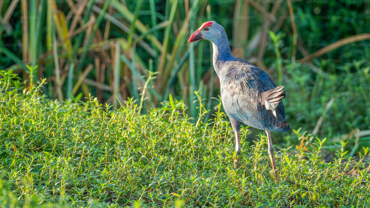 Bundala National Park Safari from Mattala