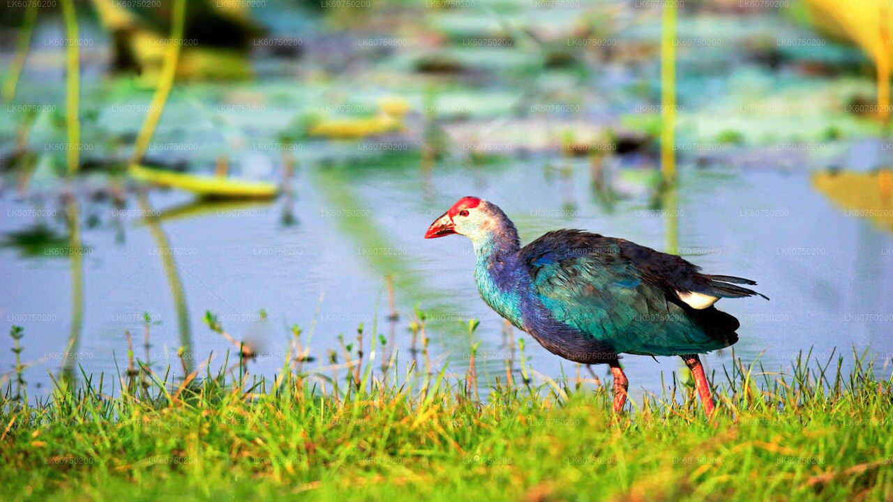 Bundala National Park Safari from Mattala