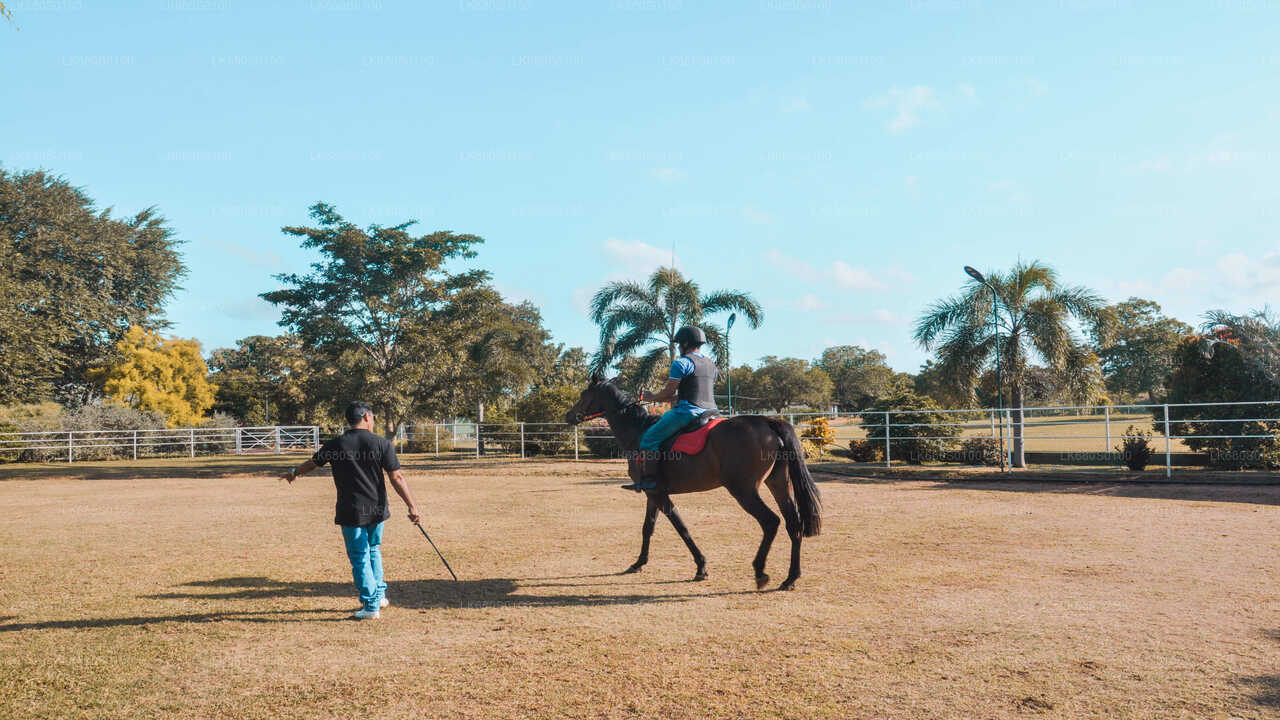 Horse Riding for Beginners from Habarana