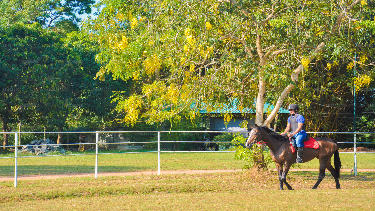 Horse Riding for Professionals from Sigiriya