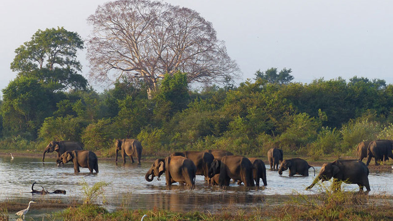 Biglietti d'ingresso al Wasgamuwa National Park