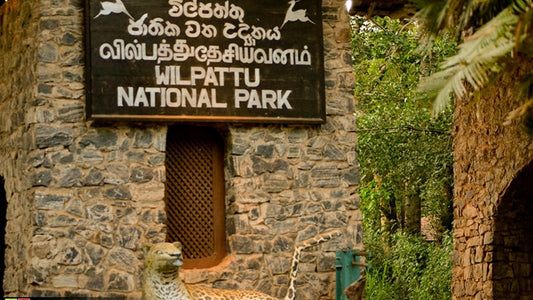 Biglietti d'ingresso al Parco Nazionale Wilpattu