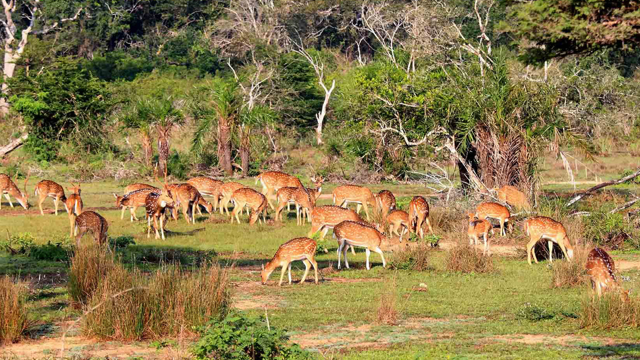 Biglietti d'ingresso al Parco Nazionale Wilpattu