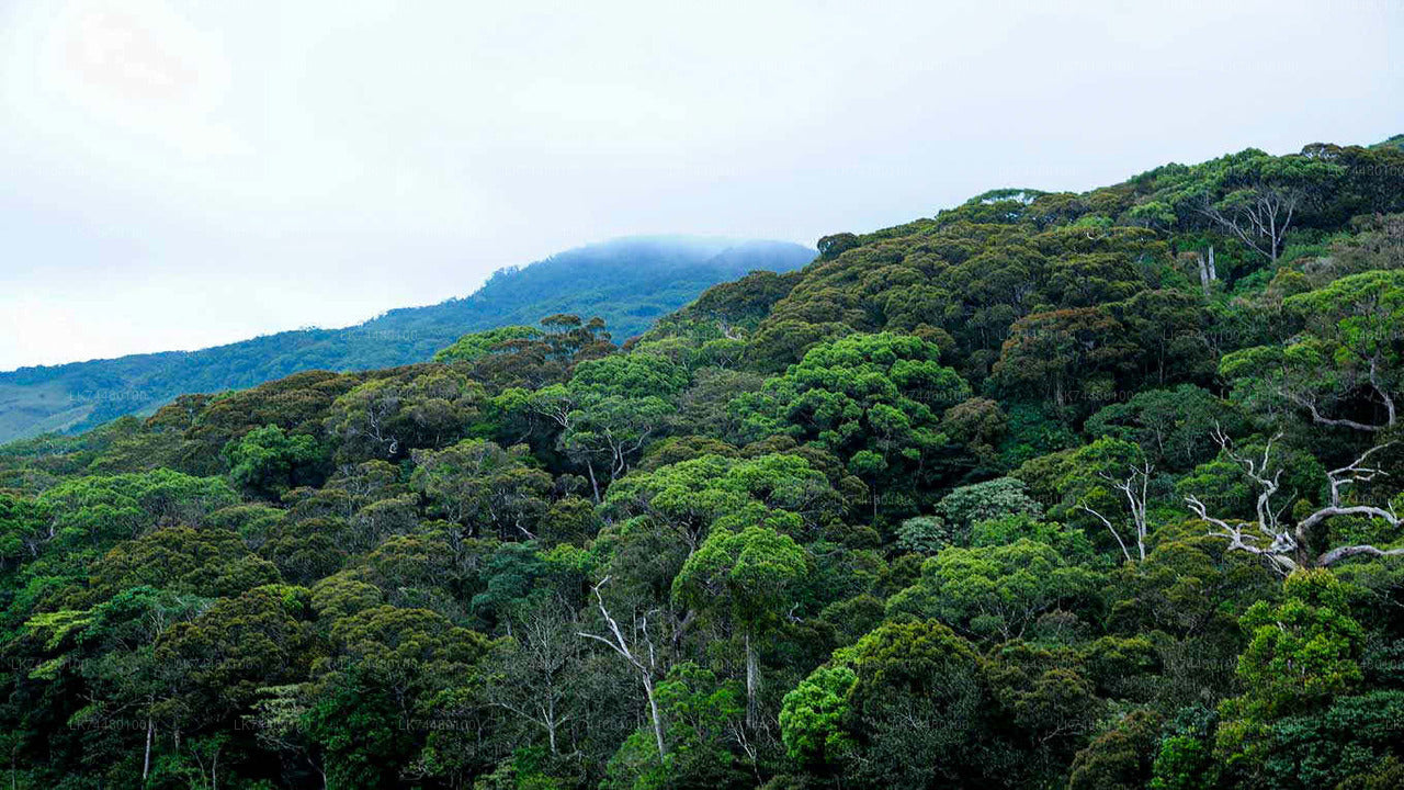 Passeggiata nella foresta pluviale di Sinharaja