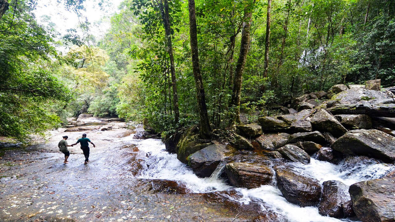 Passeggiata nella foresta pluviale di Sinharaja