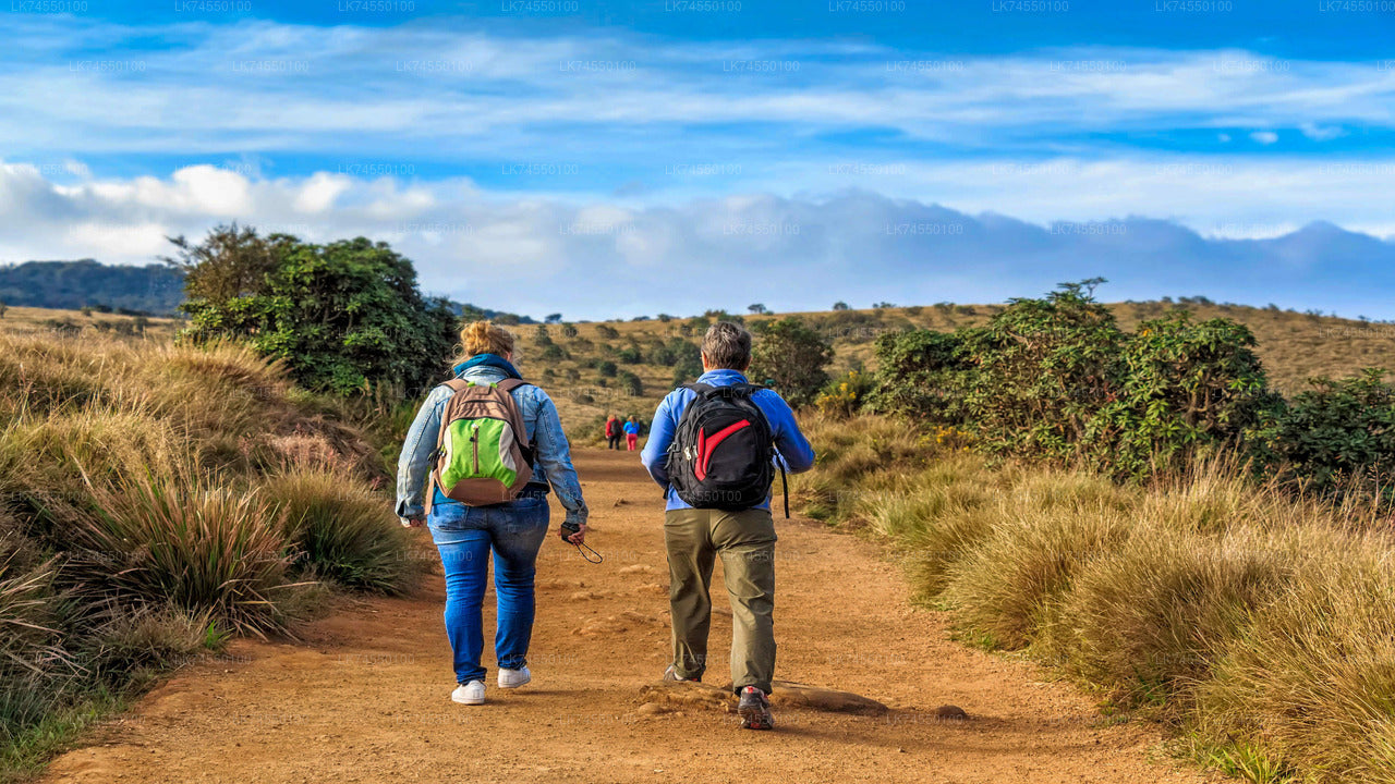 Hike to Horton Plains Border via Rail Tracks from Pattipola