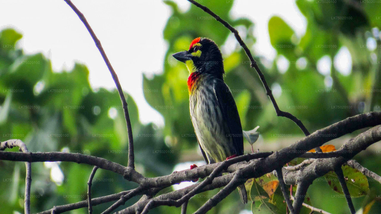 Birdwatching from Udawatta Kele Forest Reserve