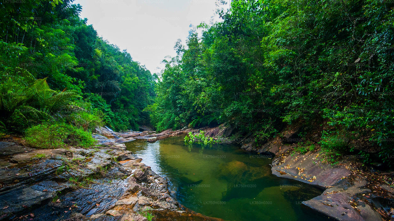 Birdwatching Forest Trek in Kitulgala from Colombo