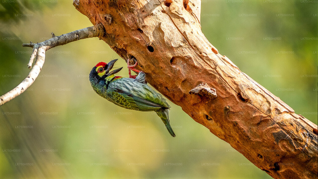 Birdwatching Safari in Udawalawe National Park from Colombo