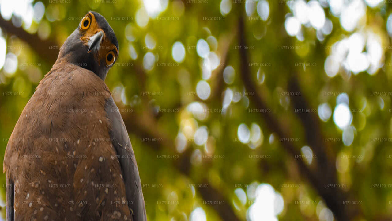 Birdwatching from Kitulgala