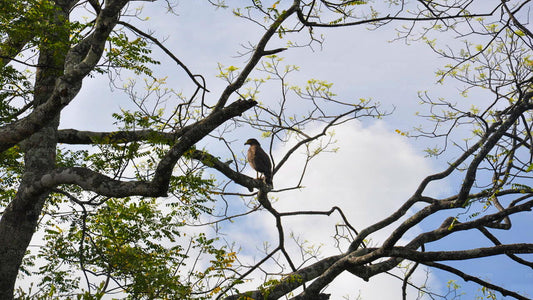 Osservazione degli uccelli al santuario di Anawilundawa da Kalpitiya