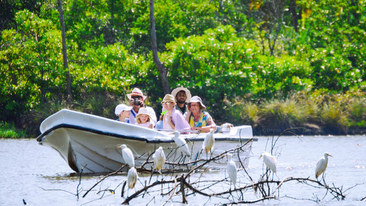 Birdwatching at Muthurajawela Marsh from Negombo