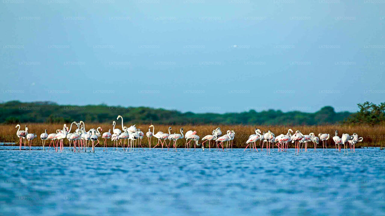 Birdwatching in Chundikulam National Park