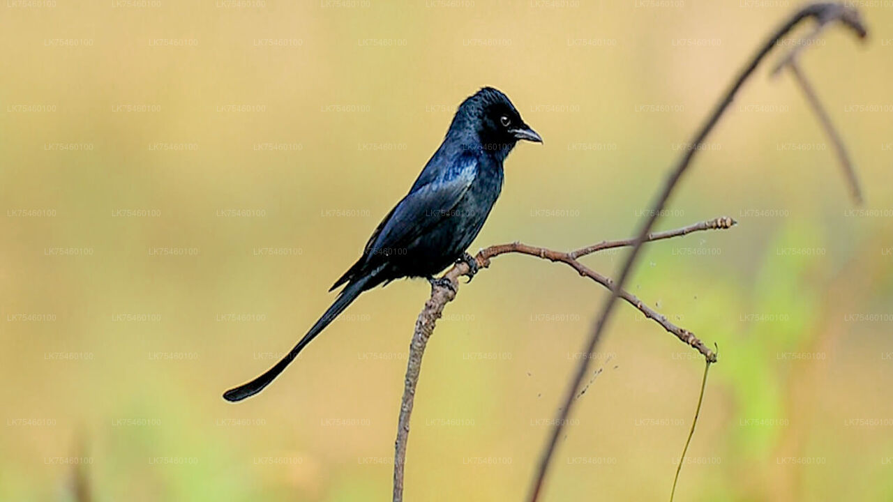 Birdwatching walk on Mannar Island