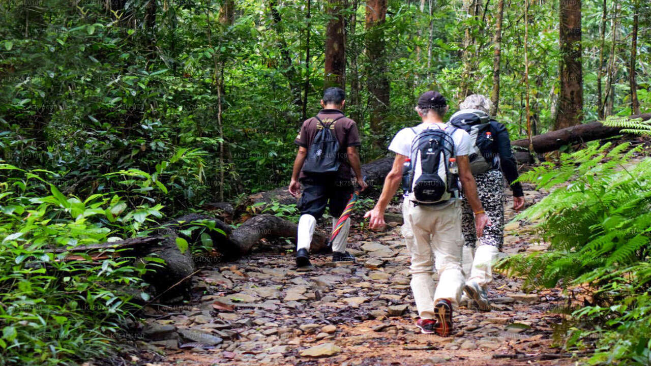 Osservazione degli uccelli dalla foresta pluviale di Sinharaja