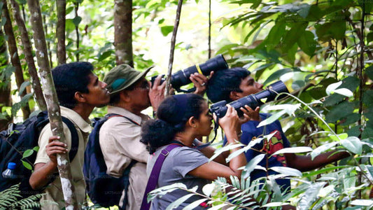 Osservazione degli uccelli dalla foresta pluviale di Sinharaja